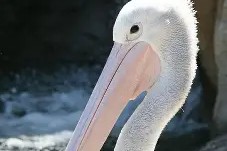 开云入口 -转折点！新奥尔良鹈鹕复出首秀；欧篮联今夜攻防权衡；质疑声仍在；临场指挥获称赞的简单介绍